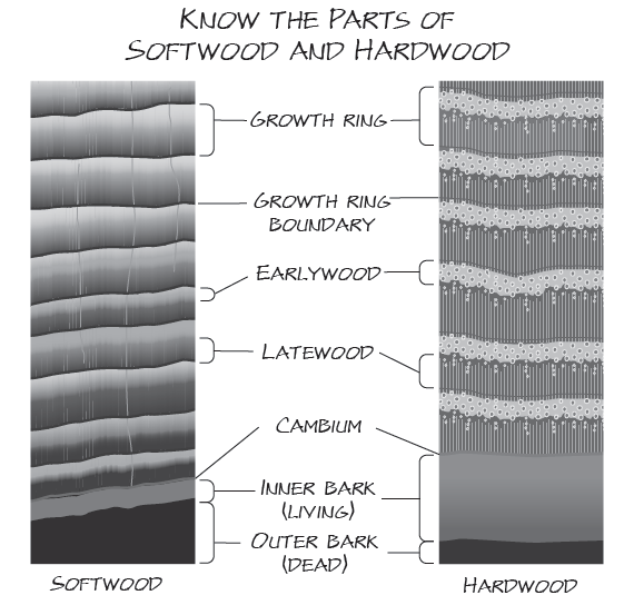 Understanding Wood: Four Structure Types
