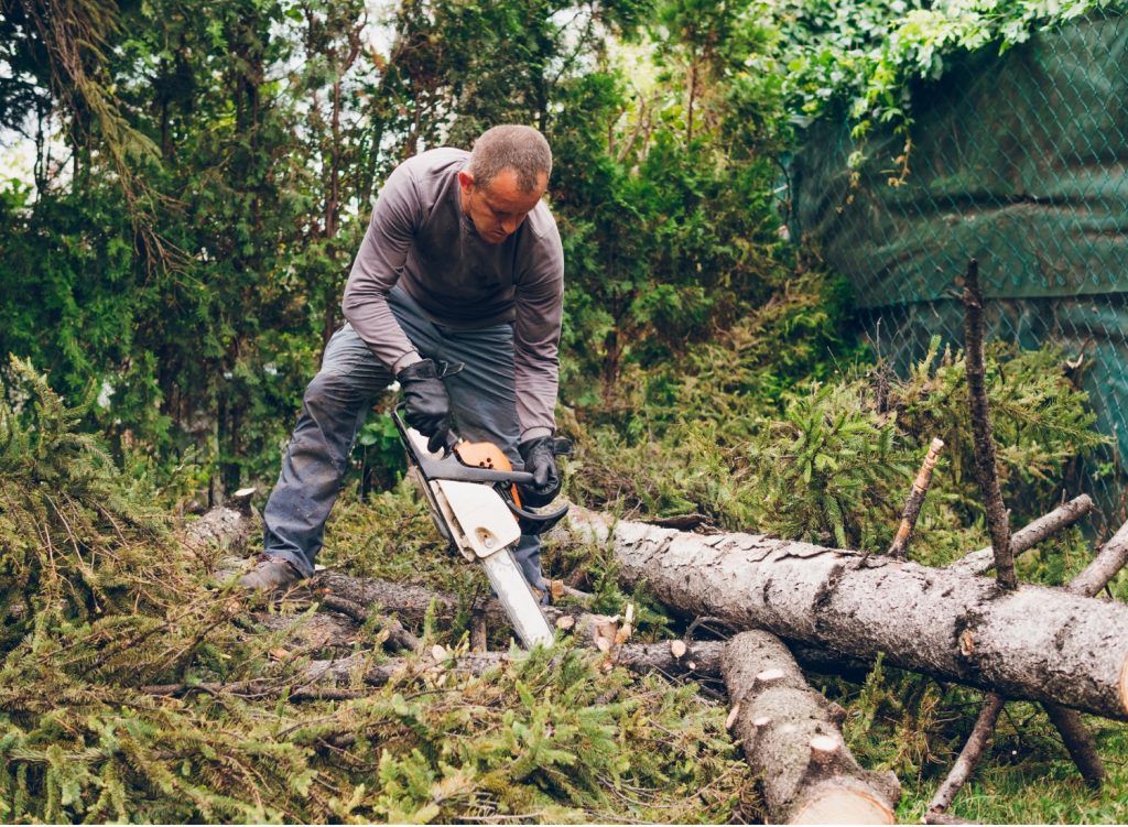 Man cutting down a tree